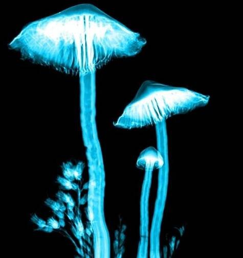 Houby, psychedelika: Jejich výzkum a vliv na současnou společnost z pohledu duševního zdraví