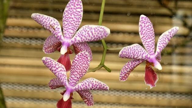 Botanická zahrada Praha podruhé vystaví skleněné instalace rostlin