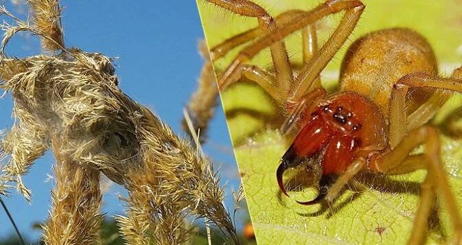 Františka kousnul nejjedovatější pavouk v Česku: Radši pigáro od sršně!