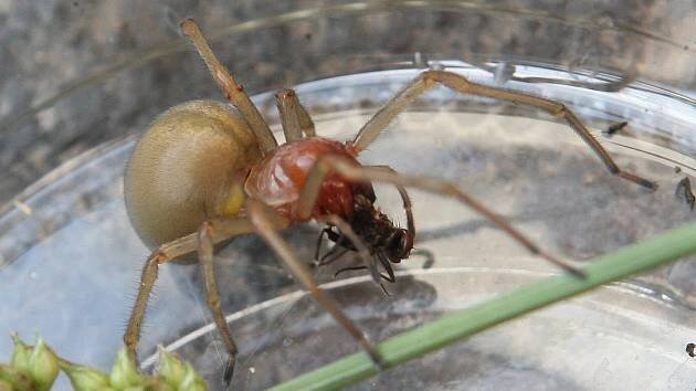 Kousnutí zápřednice jedovaté? Raději bych se nechal bodnout sršní, hodnotí muž