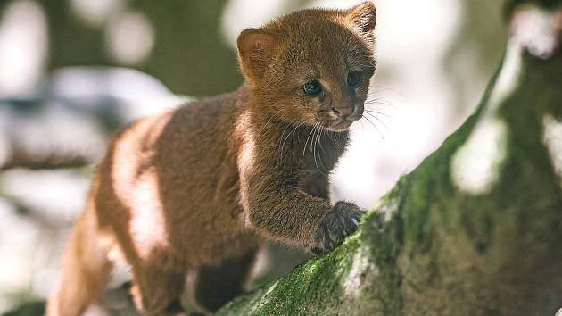 VIDEO: Dva chlupatí zrzci. Návštěvníkům zoo se ukázala koťata šelmy jaguarundi