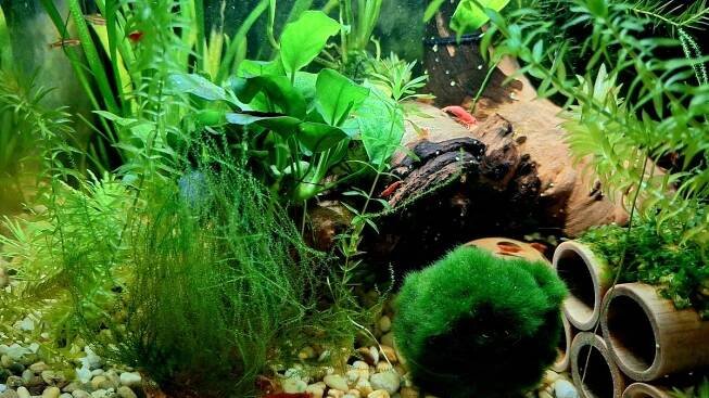 Akvárium jsem nechtěla. Dnes u něj trávím víc času než u televize