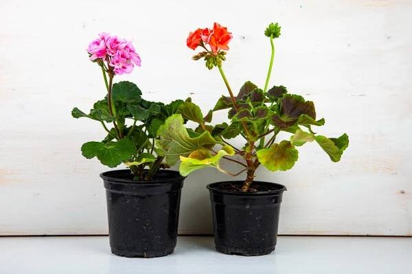 Kdy je ten nejlepší čas na rozmnožování pelargonií? Nastupující podzim vám přináší klíč k zářivým terasám!