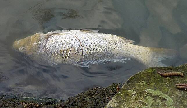 Povodí Moravy hlásí nárůst mrtvých ryb kvůli nedostatku kyslíku