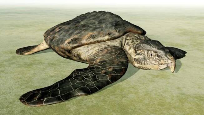 Prehistorická želva vážila jako dva nosorožci, kořist lovila ostrým zobákem