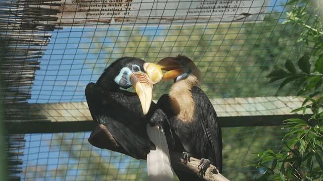 Zlínská zoo má novou celebritu. Mládě zoborožce přilbového je středem pozornosti
