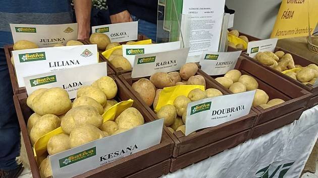 Úroda brambor je pěkná, při prodeji ve velkém zemědělci tratí, padlo v Brodě