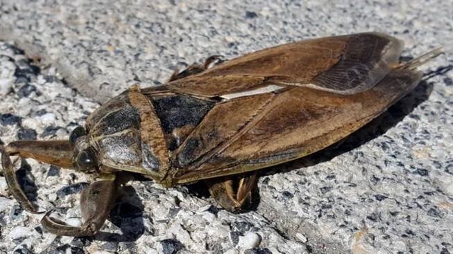 Obrovští „okusovači prstů“ turistům kazí dovolené. Mohou dorůst až do 12 centimetrů