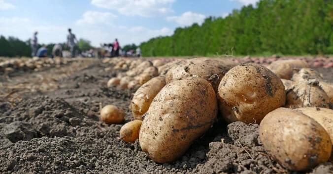 Zprávy z Vysočiny: Pořídit brambory na zimu můžou lidé kromě obchodů i u farmářů. Úroda podle nich letos byla dobrá (audio)