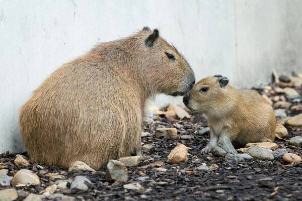 Podzimní úroda mláďat kapybar: Dvě zoo se radují z nových zvířat