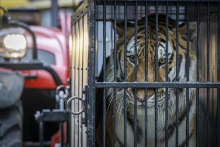 Tygr zabavený z nelegálního chovu odcestoval ze zoo v Liberci do Nizozemí