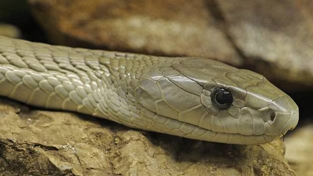 Rakouský důchodce zanechal jedovaté dědictví. Experta šokoval