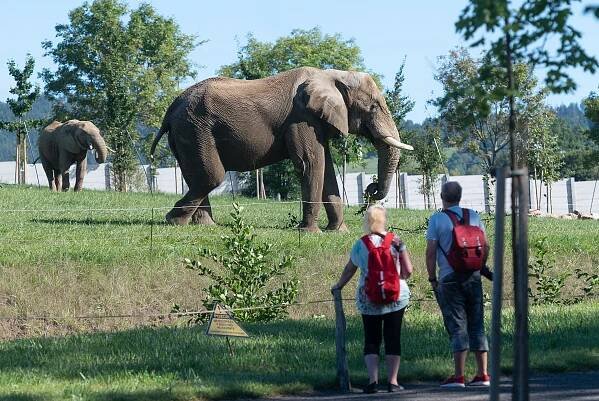 V pátek jen za stovku. Zoo chce překonat rekord a láká na lvy i nižší vstupné