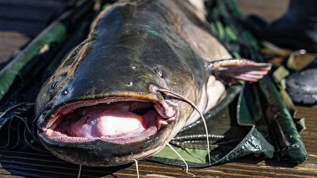 Lipno zažívá vrchol hydrobiologického průzkumu. Vědci hodnotí stav ryb