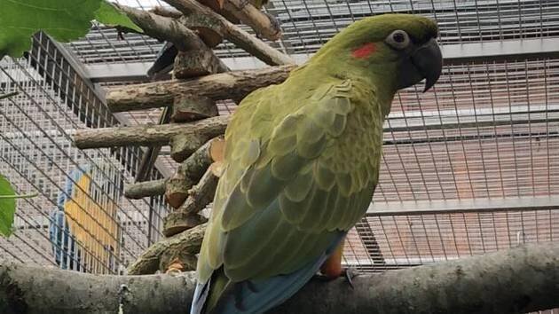 Další prvoodchov v bošovické zoo: V expozici je celá rodina arů červenouchých