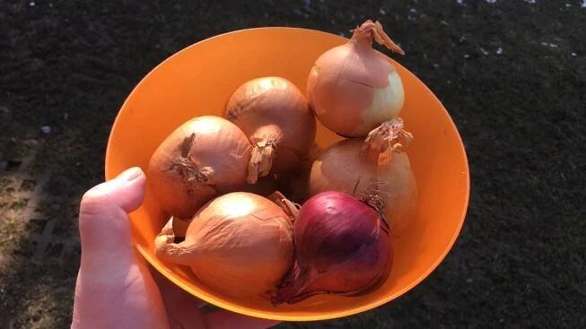 Samosběr cibule 2025: Kde je nejlevnější a kam jít? - Události247.cz