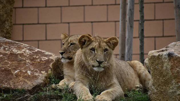 Lvi v hlavní roli. Otevření záchranného centra ve zlínské zoo přilákalo davy