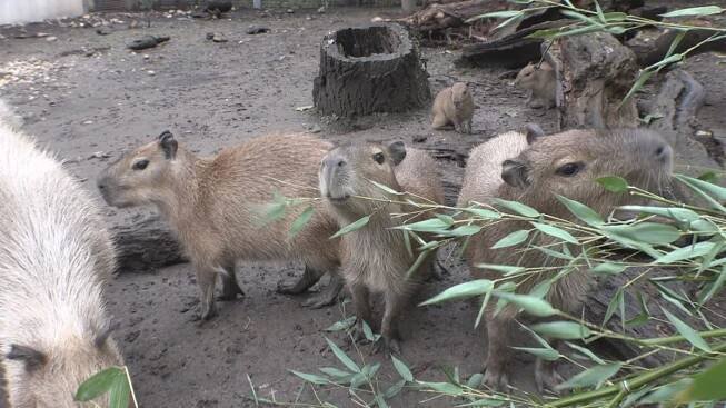 V pražské zoo se narodila mláďata kapybary. Budou k vidění jen pár měsíců