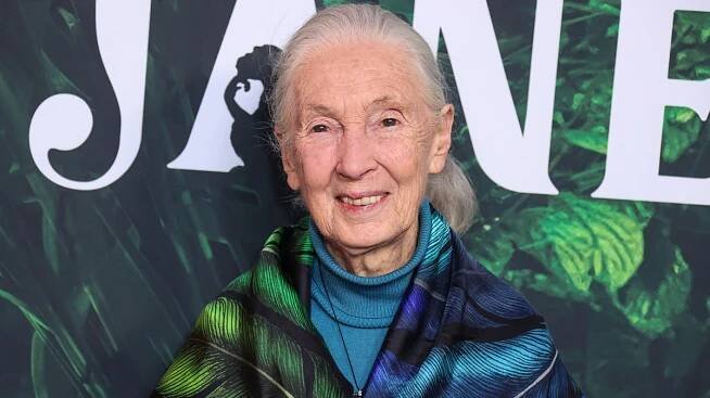 Slavná bioložka Jane Goodall (†91) měla naplněný život i bez muže, její láskou byli šimpanzi