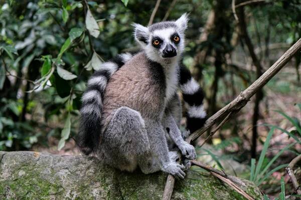 Panika na Madagaskaru, mrtví v ulicích. Češi tam stejně jezdí