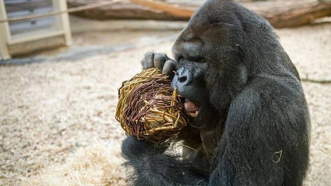 Gorily v Zoo Praha si namáhaly hlavy hlavolamy: Mlsaly i roční sestřičky