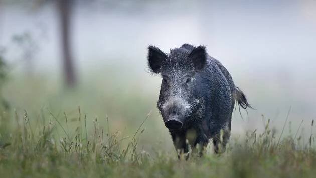 Přemnožená divoká prasata řádí v Chorvatsku. Plavou i v moři