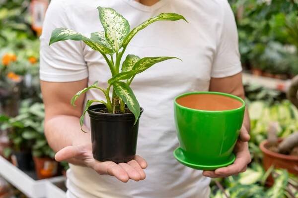 Experiment s rostlinami: Fungují jako pračka vzduchu nebo je lepší otevřené okno?