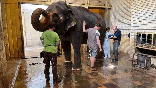 Dovolte slonici Bale dožít v liberecké zoo, zní petice za výjimku