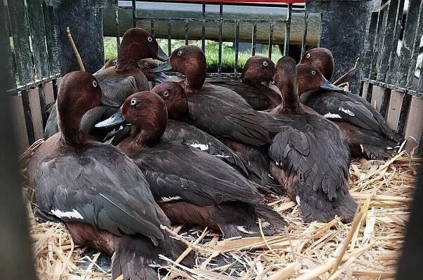 Kriticky ohrožené kachny zoo vypustila do přírody, z Ostravy zamířily na jih Čech