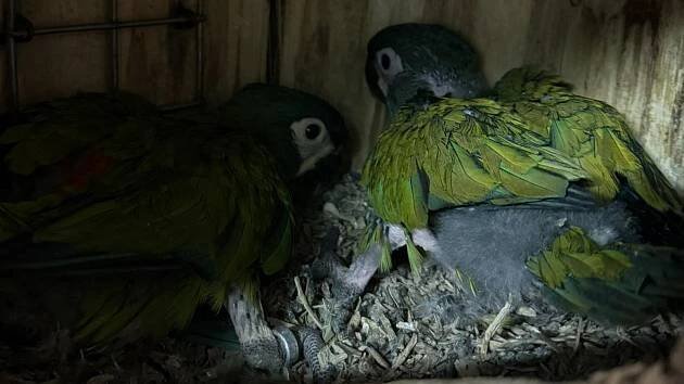 Ohrožený druh papoušků má mláďata v Bošovicích. Zoo se pochlubila ary marakány