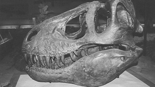 Před 120 lety byl světu představen dravý král druhohor Tyrannosaurus rex