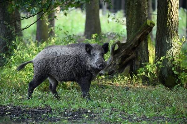 Vir prasečího moru přežije i přes dva roky. Na Frýdlantsku tak opatření potrvají minimálně do jara