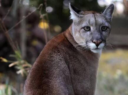 U Týna nad Vltavou se podle myslivců pohybuje šelma, mohla by to být puma
