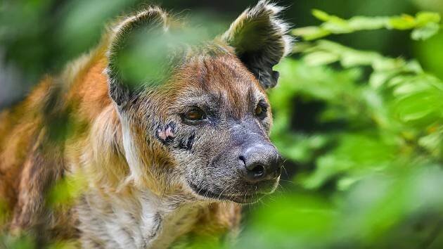 V Zoo Zlín uhynula samice hyeny skvrnité Jilly