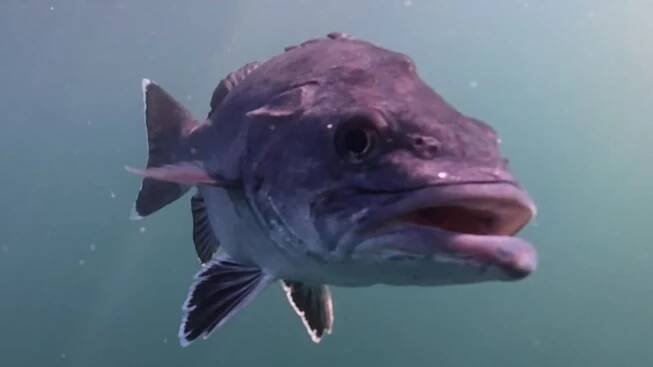 Prehistorická ryba z hlubin oceánu připlula k pobřeží. Bývá označována za „živou fosilii“