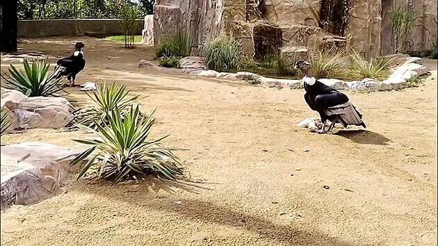 Tváří v tvář kondorům jako v Andách. Zoo představila novou stylovou voliéru