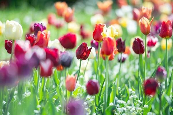 Stovky cibulek tulipánů a narcisů už teď ve Zlíně míří do země. Ohrožují je hraboši i klimatická krize