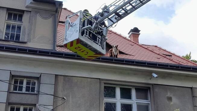 Liberečtí hasiči sundávali ze střechy psa, uvízl až u okapu