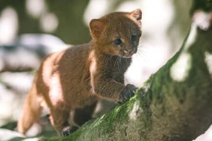 V pražské zoologické zahradě se narodila dvě mláďata kočkovité šelmy jaguarundi