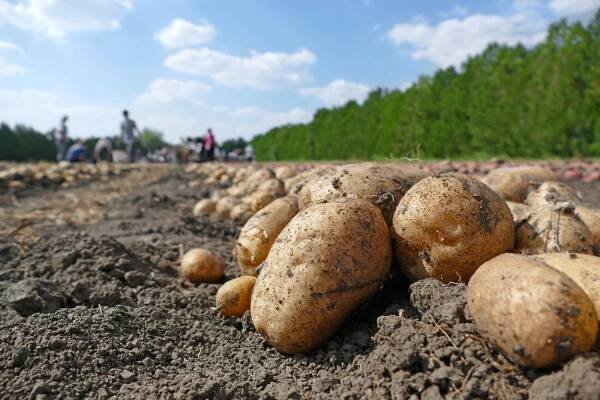 Pořídit brambory na zimu můžou lidé kromě obchodů i u farmářů. Úroda podle nich letos byla dobrá