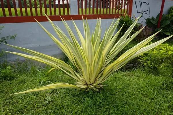 Připravte juku na zimu: Tato domácí hnojiva ji ochrání před mrazem!