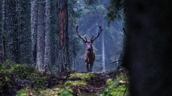 FOTO: Českými lesy zní troubení. Jeleni soupeří o partnerky