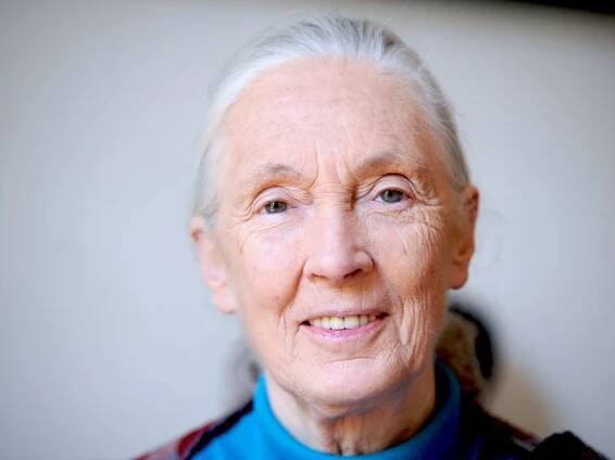 Zemřela Jane Goodall, bylo jí 91 let