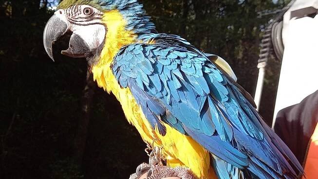 Profíci z Trutnova zachránili ze stromu zamotaného papouška