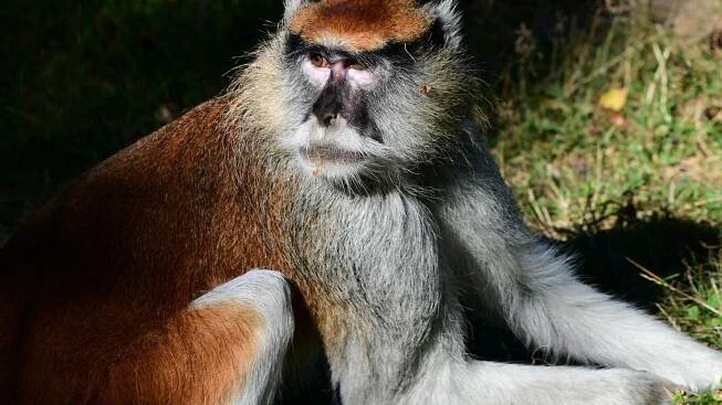 Vzácný přírůstek v Zoo Olomouc: Přijel založit nový rod kočkodanů!