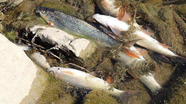 Neobvyklá úmrtnost ryb ve velké laguně v Merkuru. Přidusily se, řekl jednatel