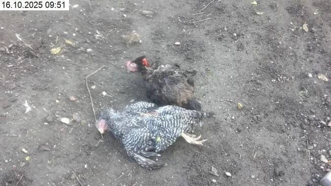 V Brně utekl pitbul se stafordem. Odnesl to chov drůbeže