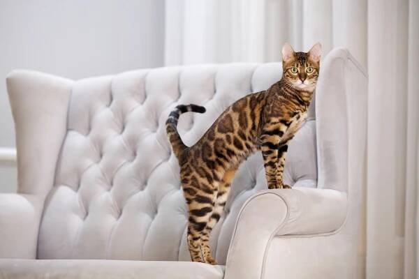 Chov kočky bengálské, potomka divoké leopardní kočky