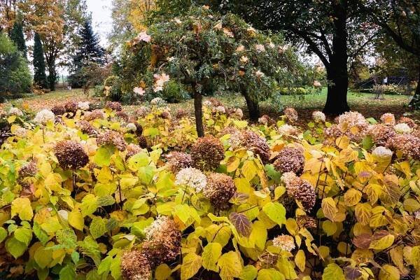 Hnědnou vám hortenzie? Těchto 5 jednoduchých řešení je zachrání
