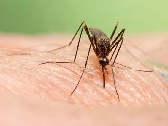 Invazní komár už je v Česku. Přenášet může i horečku dengue